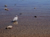 Mono Lake