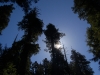 Redwood Forest