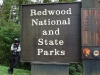 Redwood Forest