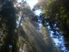Redwood Forest