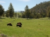 Yellowstone